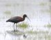 Ibis falcinelle | Plegadis falcinellus | Glossy Ibis