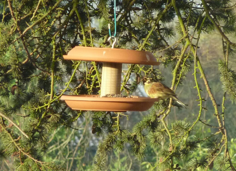 Bruant zizi à la mangeoire