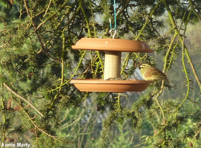 Bruant zizi à la mangeoire