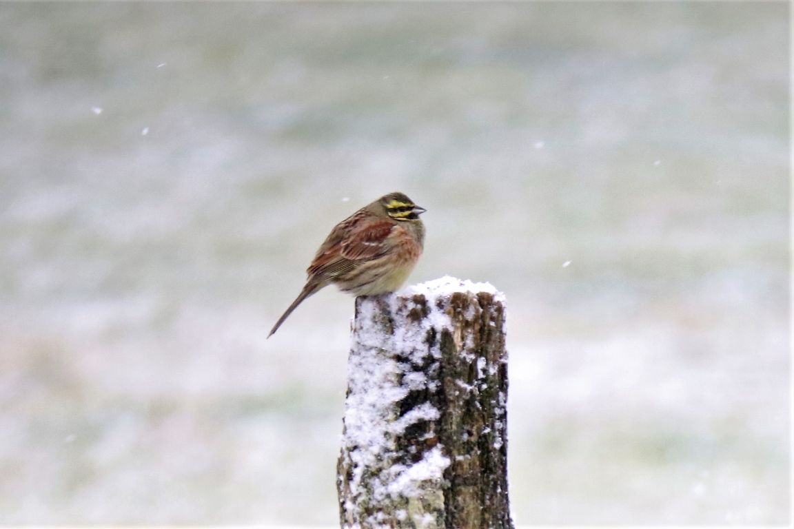 Bruant zizi frigorifié