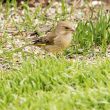 Verdier d&rsquo;Europe femelle