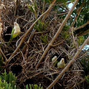 Les nids collectifs des Conures veuves : des hôtels accueillants