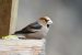 Gros-bec cassenoyaux | Coccothraustes coccothraustes | Hawfinch