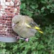 La trichomonose chez les oiseaux des jardins : présentation et prévention