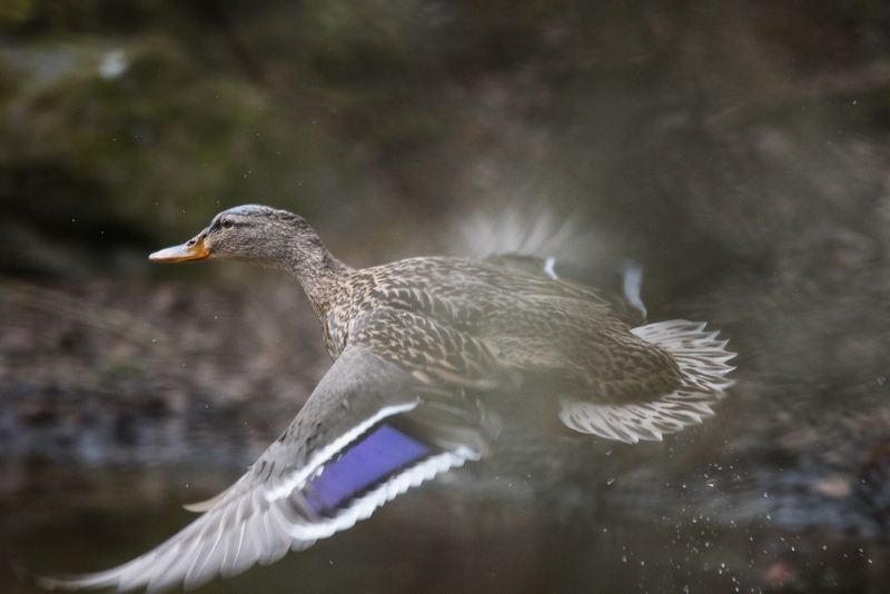 Canard colvert s’envolant