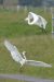 Aigrette garzette | Egretta garzetta | Little Egret