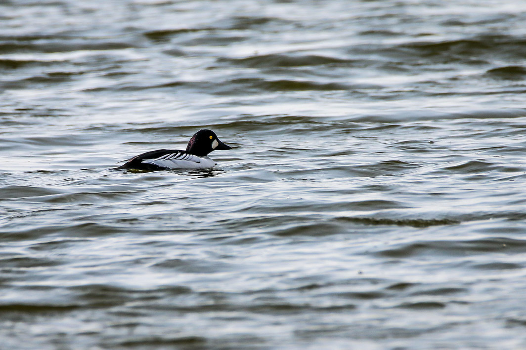 Garrot à oeil d&rsquo;or mâle