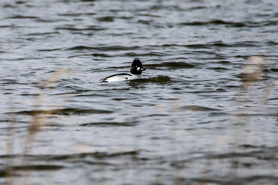 Garrot à oeil d&rsquo;or mâle