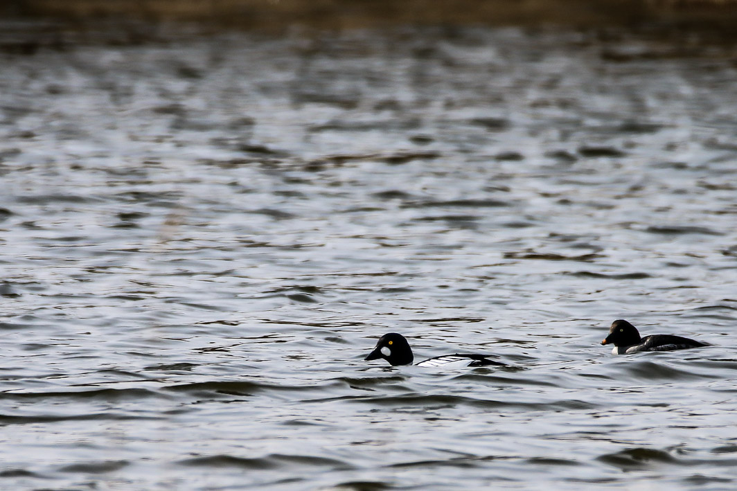 Couple de Garros  à oeil d&rsquo;or