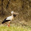Cigogne blanche avec materiaux pour le nid