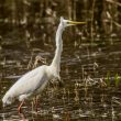 Grande Aigrette