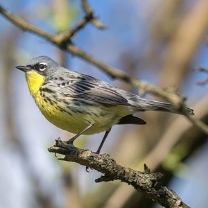 Le beau succès du programme de protection de la Paruline de Kirtland
