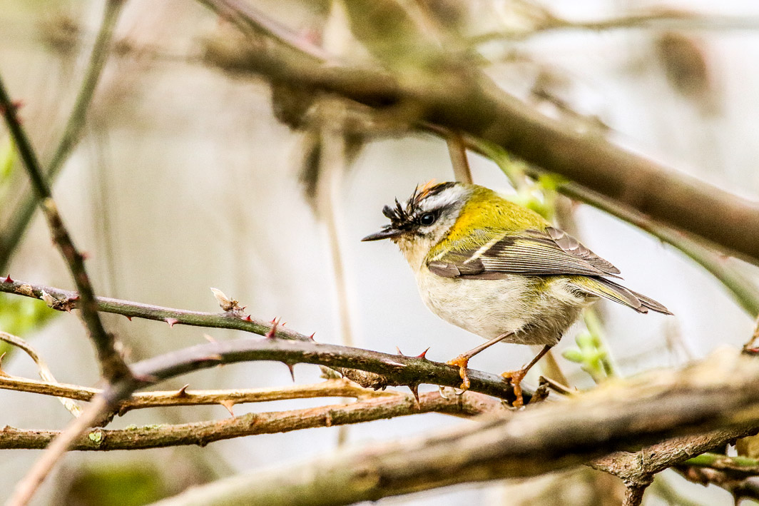 Roitelet triple-bandeau