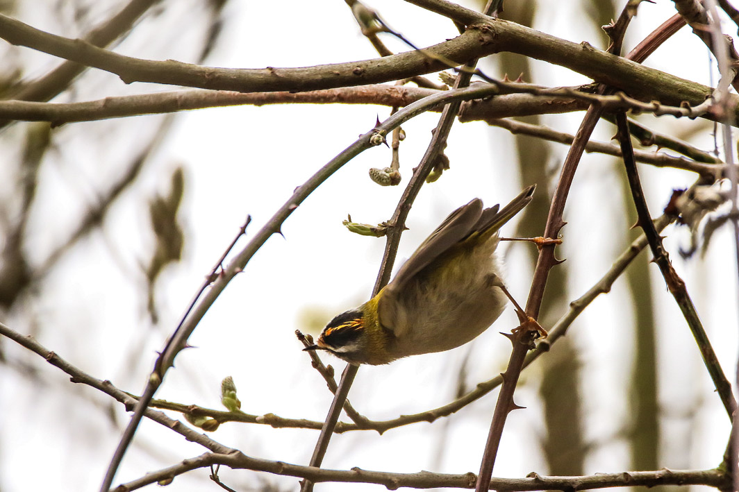 Roitelet triple-bandeau