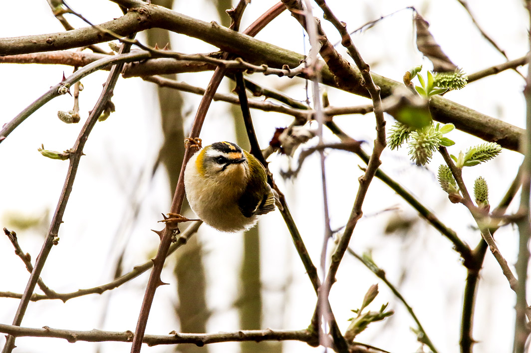 Roitelet triple-bandeau