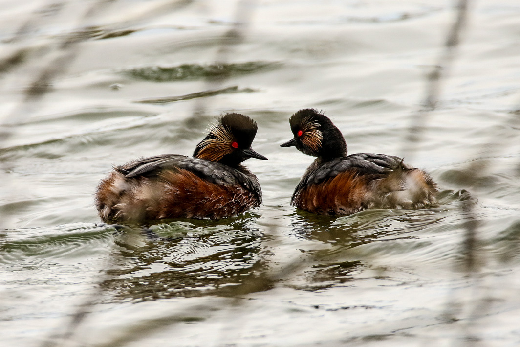 Couple de Grèbes à cou noir