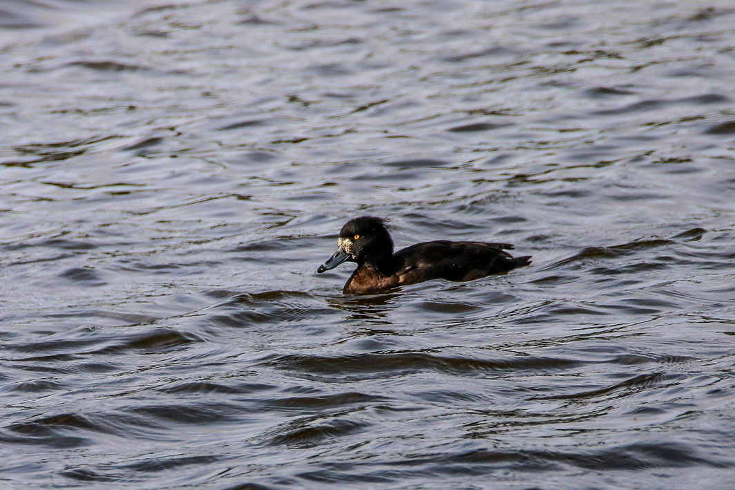 Fuligule morillon femelle