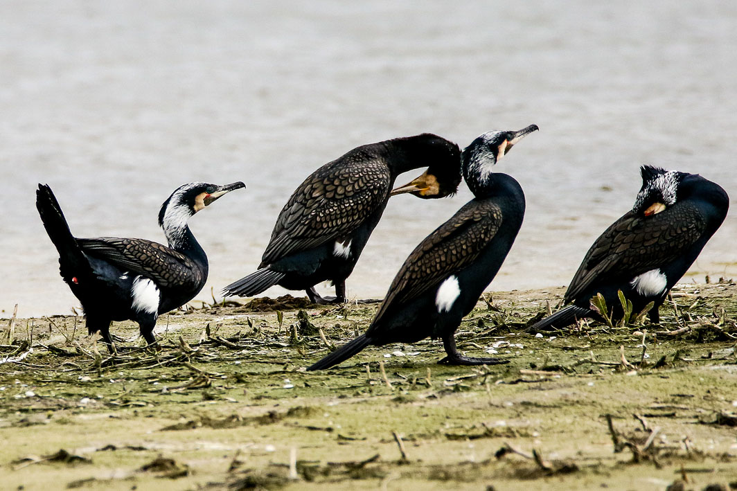 Grands Cormorans