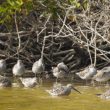 Bécasseaux à échasses en Guadeloupe