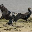 Grands Cormorans