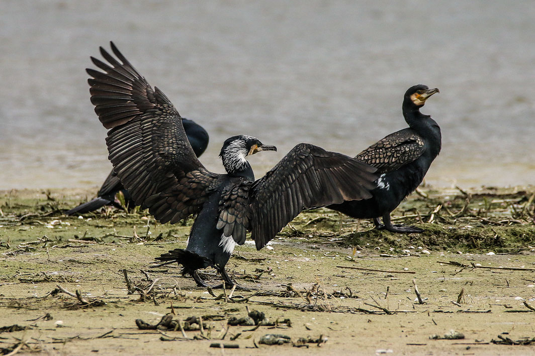 Grands Cormorans