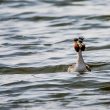 Grèbe huppé