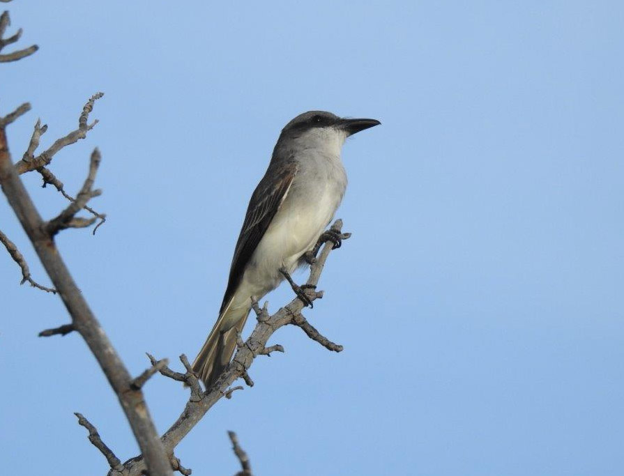 Tyran gris en Gaudeloupe
