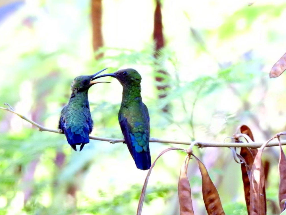 Colibri falle-vert en Guadeloupes