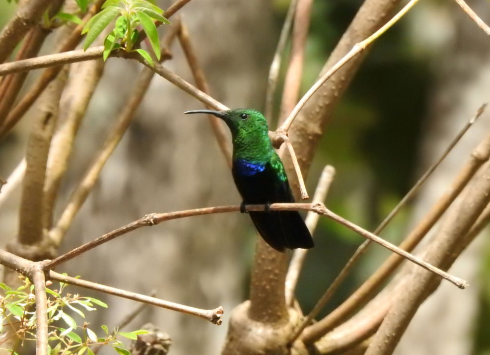 Colibri falle-vert en Guadeloupe