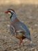 Perdrix rouge | Alectoris rufa | Red-legged Partridge