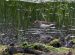 Bécasseau de Temminck | Calidris temminckii | Temminck&rsquo;s Stint