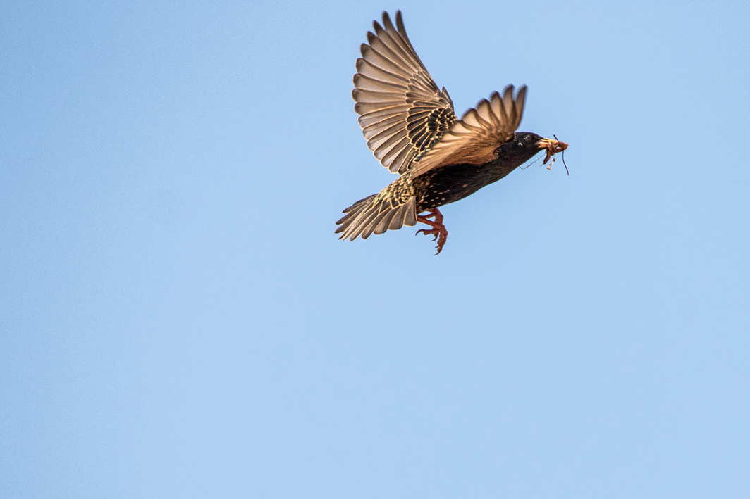 Etourneau sansonnet rejoignant son nid