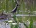 Chevalier arlequin | Tringa erythropus | Spotted Redshank