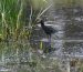 Chevalier arlequin | Tringa erythropus | Spotted Redshank