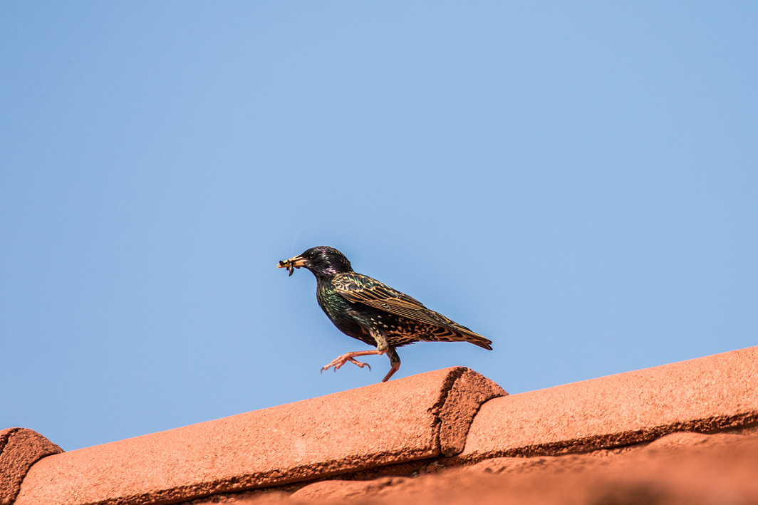 Etourneau sansonnet  nichant sur un toit