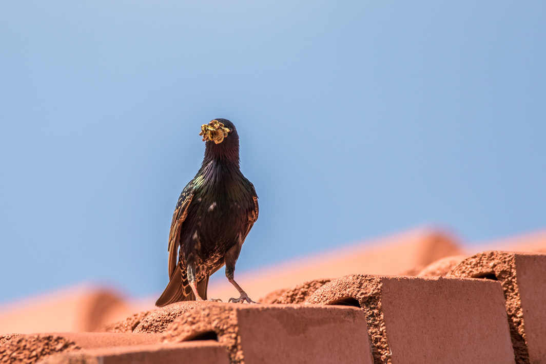 Etourneau sansonnet rejoignant son nid