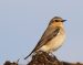 Traquet motteux | Oenanthe oenanthe | Northern Wheatear