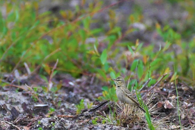 Pipit  rousseline dans les Landes