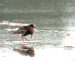 Combattant varié | Calidris pugnax | Ruff
