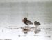 Combattant varié | Calidris pugnax | Ruff
