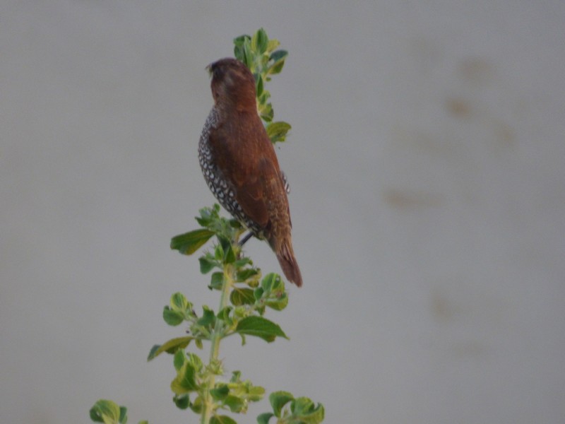 Capucin damier en Thaïlande