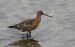 Barge à queue noire | Limosa limosa | Black-tailed Godwit
