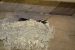 Hirondelle rustique | Hirundo rustica | Barn Swallow