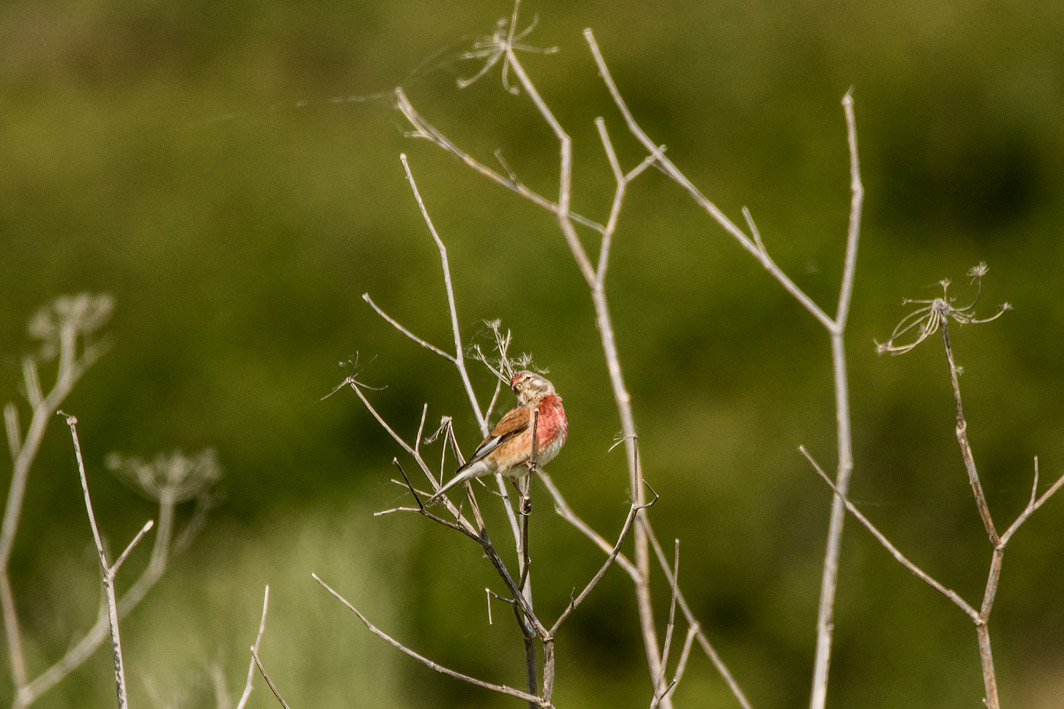 Linotte mélodieuse mâle