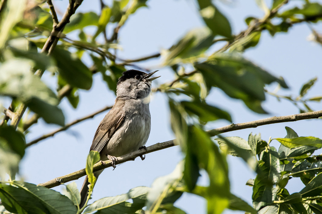 Fauvette à tête noire chantant