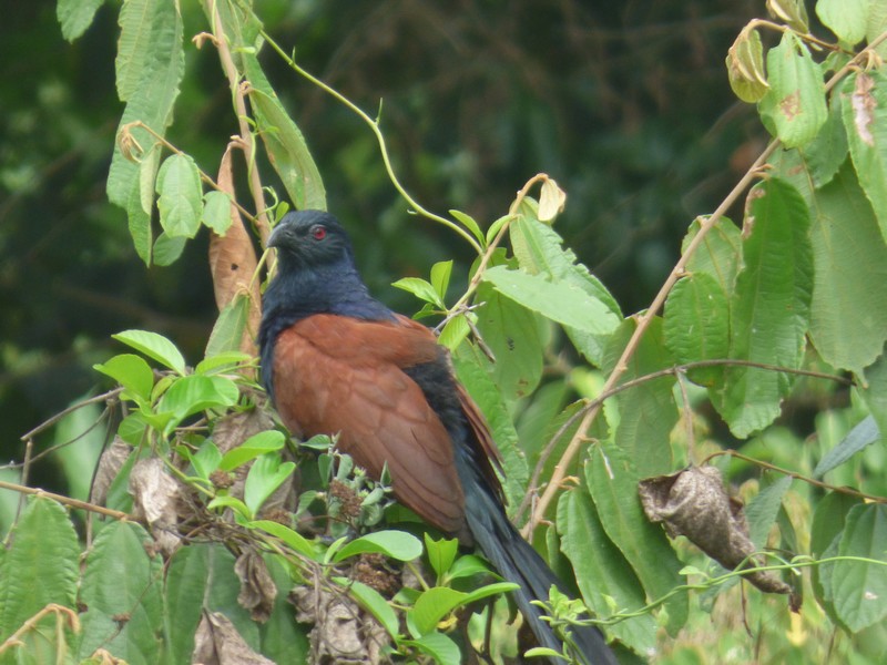 Grand Coucal