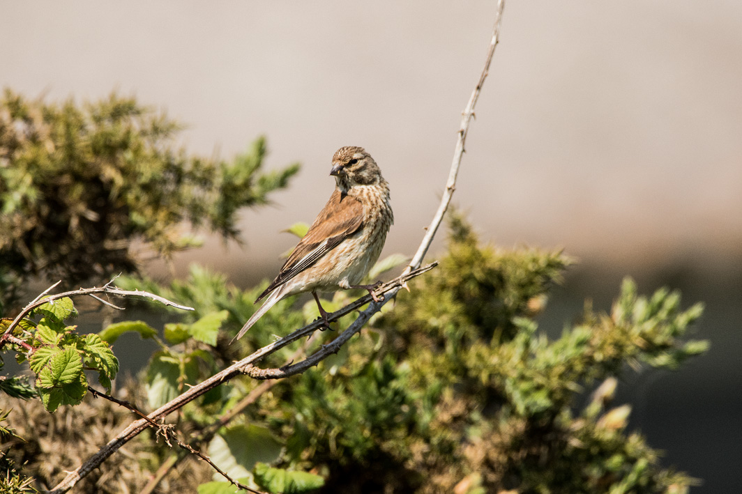 Linotte mélodieuse femelle