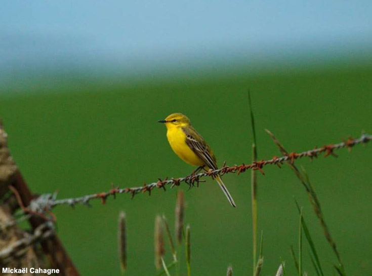 Bergeronnette flavéole nicheuse