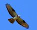 Bondrée apivore | Pernis apivorus | European Honey Buzzard