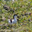 Avocette élégante sur son nid
